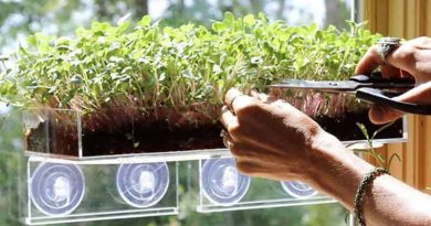 Seedling box to mount on a window Grow ‘n Serve