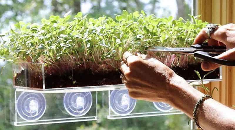 Seedling box to mount on a window Grow ‘n Serve
